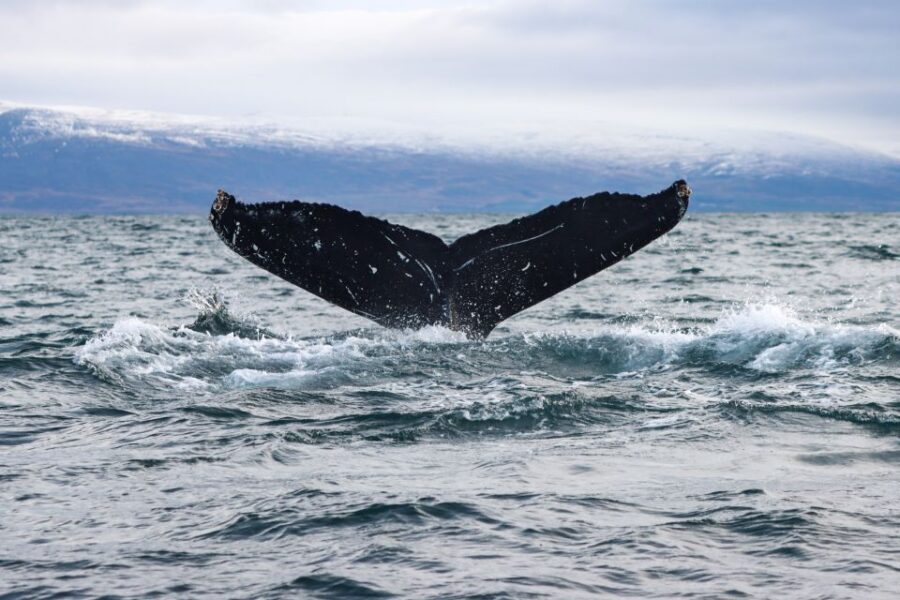 From Dalvik: Arctic Whale Watching in Northern Iceland - Guide and Captain Service: What Makes the Difference on a Whale Day