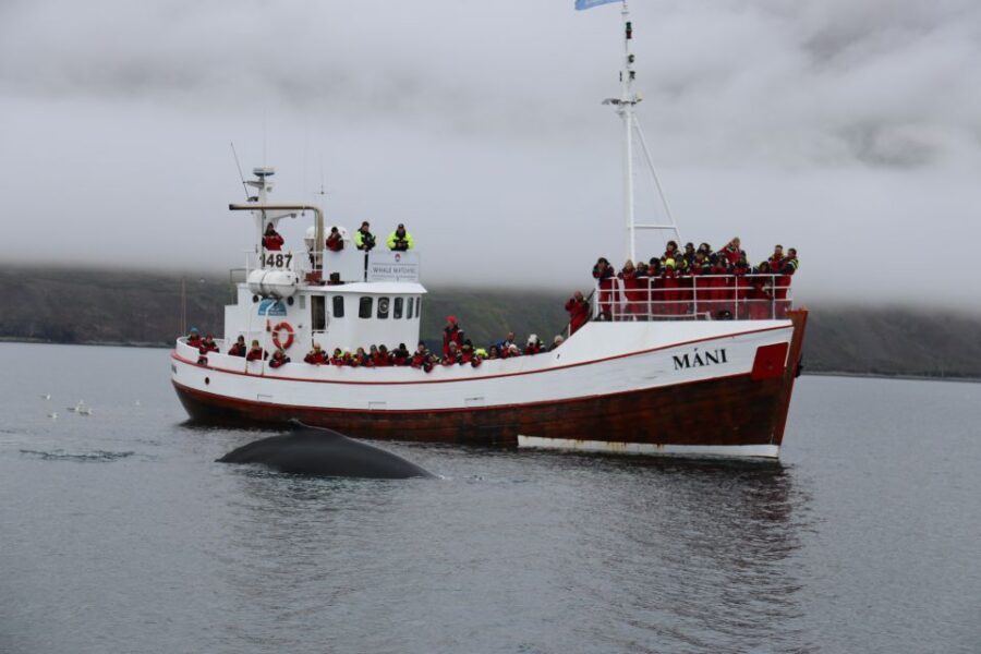 From Dalvik: Arctic Whale Watching in Northern Iceland - Who This Tour Fits (and Who Should Adjust Expectations)