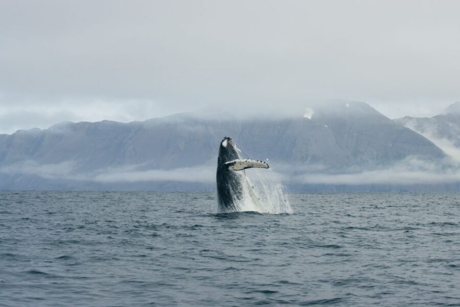 From Dalvik: Arctic Whale Watching in Northern Iceland - Getting Started at Hafnarbraut 22: The First 15 Minutes Count