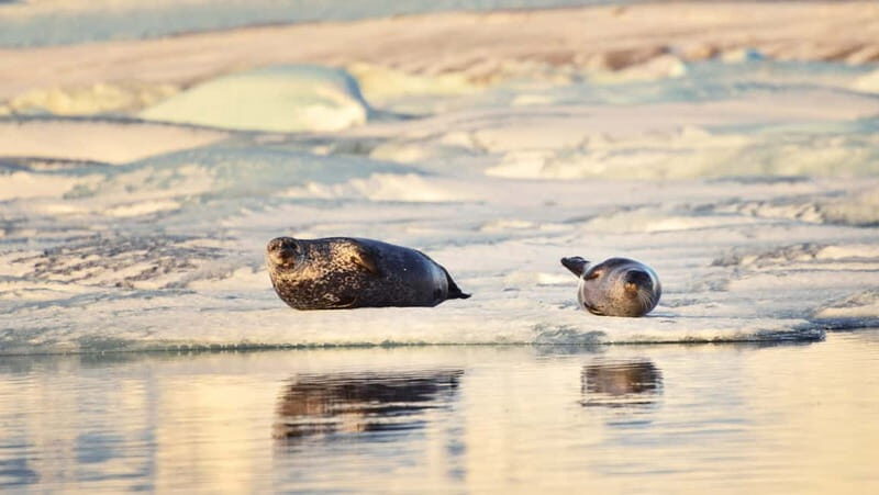 From Reykjavik: Glacier Lagoon and Fjaðrárgjúfur Canyon Tour - Key Things You’ll Remember From This Tour