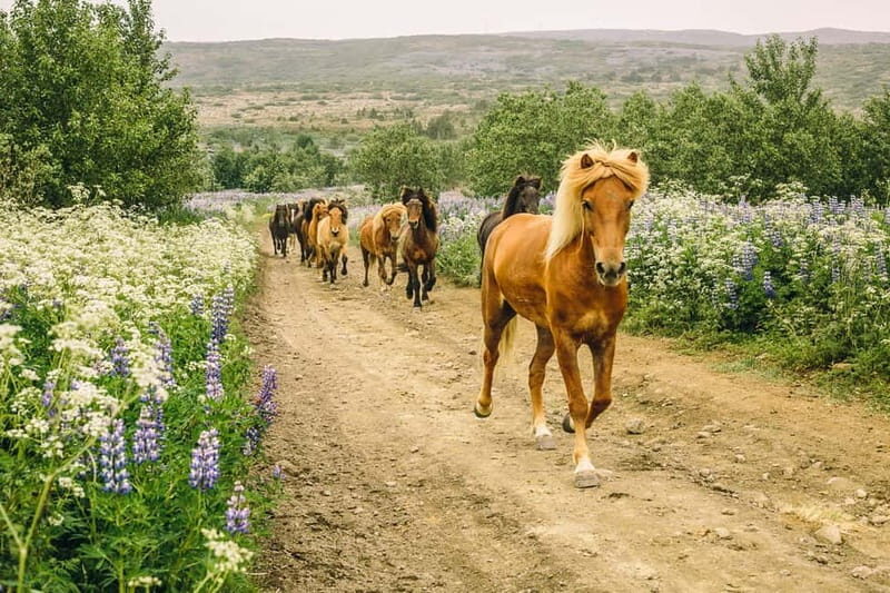 From Reykjavík: Icelandic Horse Riding Tour in Lava Fields - Key things that make this ride worth your time