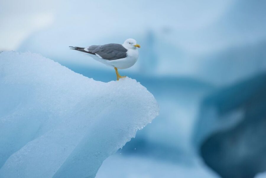 From Reykjavik: Jökulsárlón Glacier Lagoon and Diamond Beach - Key Highlights You’ll Actually Feel
