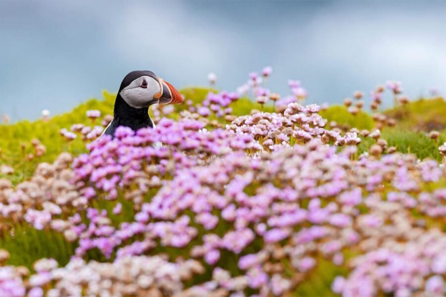 From Reykjavik: Puffin and Volcano Tour in Westman Islands - Should you book the Puffin and Volcano Tour from Reykjavik?