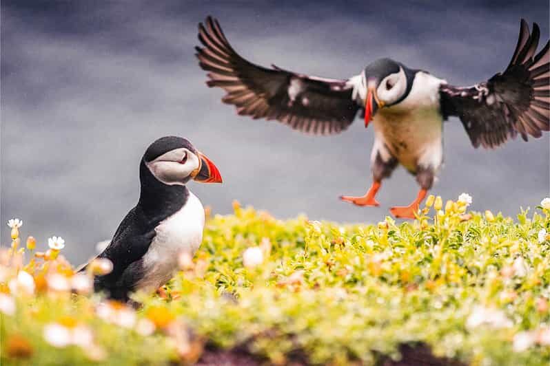 From Reykjavik: Puffin and Volcano Tour in Westman Islands - Reykjavik to Vestmannaeyjar: the ferry ride sets the tone