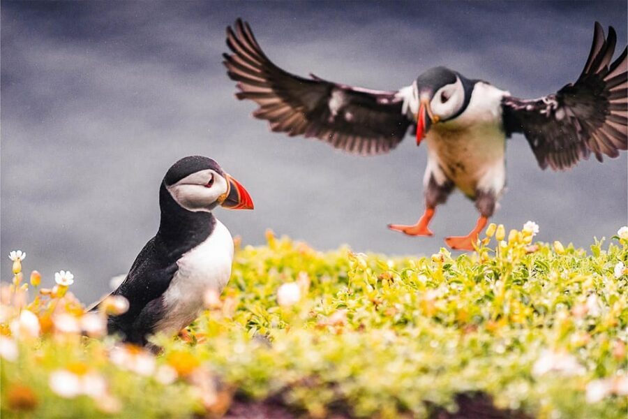 From Reykjavik: Puffin and Volcano Tour in Westman Islands - Skansinn The Fort and the Viking wood church