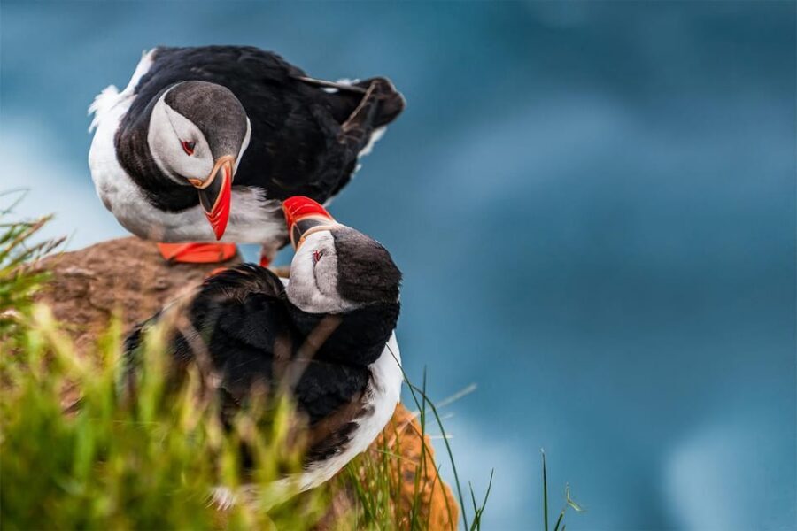 From Reykjavik: Puffin and Volcano Tour in Westman Islands - Price and value: is $272 per person worth it