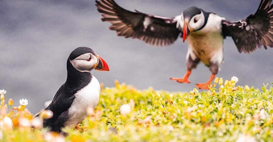 From Reykjavik: Puffin and Volcano Tour in Westman Islands - Elephant Rock and Stórhöfði: how you actually get close to puffins