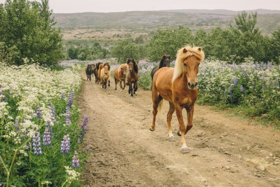 From Reykjavík: Viking Horseback Tour in Hafnarfjörður - Key highlights worth knowing