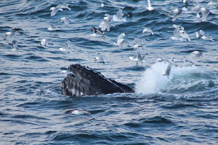 From Reykjavik: Whale Watching Tour - Key Points You Should Know Before You Go