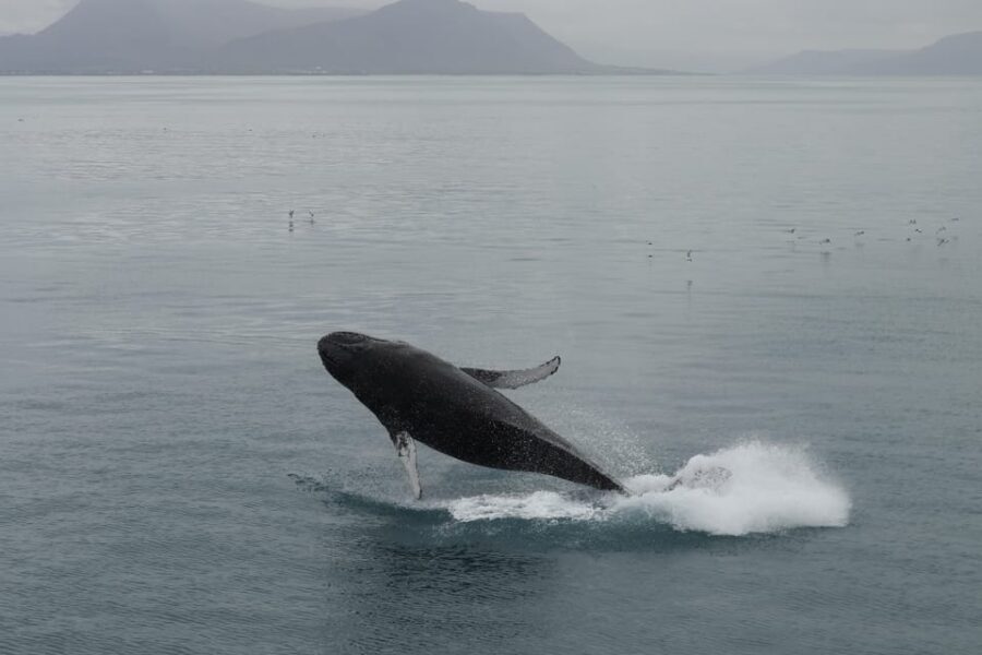 From Reykjavik: Whale Watching Tour - From Geirsgata 11 to the Sea: Getting Started Right