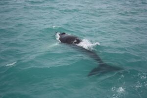 From Reykjavik: Whale Watching Tour - Kollafjörður Cruising: Birds, a Small Island, and Calm Moments