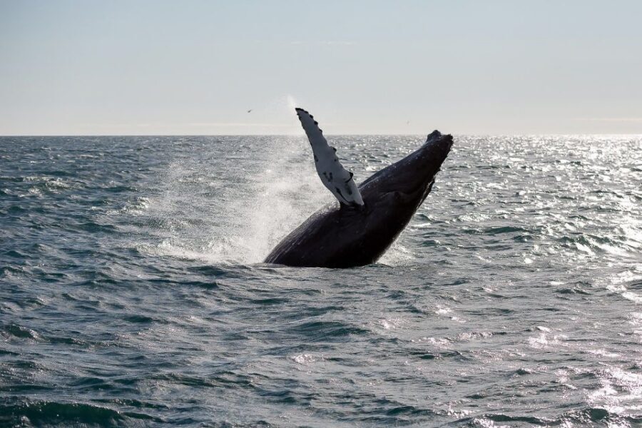 From Reykjavik: Whale Watching Tour - Faxaflói Bay: Where You’re Really Looking for Minke, Humpbacks, and Dolphins