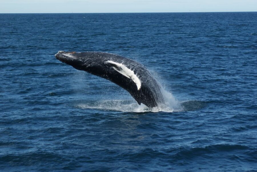 From Reykjavik: Whale Watching Tour - The Boat Comfort Setup: Overalls, Heated Cabins, WiFi, and Bathroom Access