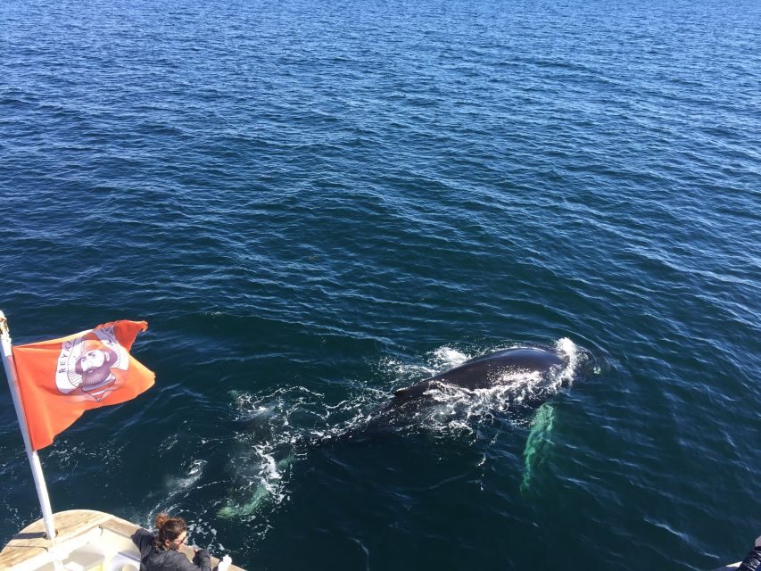 From Reykjavik: Whale Watching Tour - How the Guides Really Add Value: Spotting Skills and Funny, Clear Narration