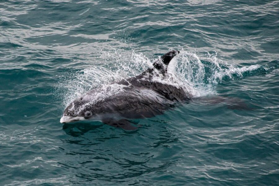 From Reykjavik: Whale Watching Tour - Timing and Sighting Chances: Why You May See Lots, or See Nothing