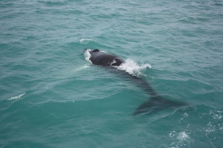 From Reykjavik: Whale Watching Tour - Kollafjörður Cruising: Birds, a Small Island, and Calm Moments