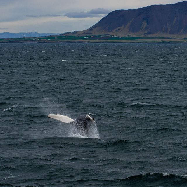 From Reykjavik: Whale Watching Tour - Price and Value: Is $103 Worth It for 3.5 Hours?