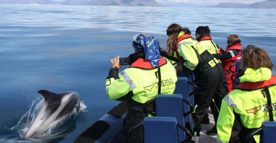 From Reykjavik: Whale Watching Tour by Speedboat - Key highlights worth your time