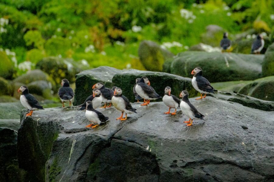From Reykjavik: Whale Watching Tour by Speedboat - Who this tour is best for