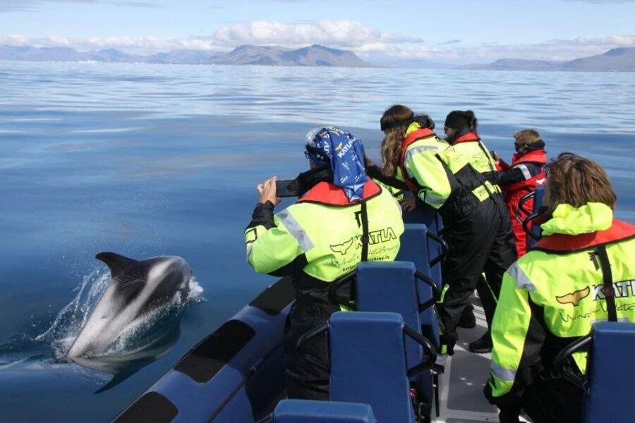 From Reykjavik: Whale Watching Tour by Speedboat - The RIB experience: comfort first, speed always