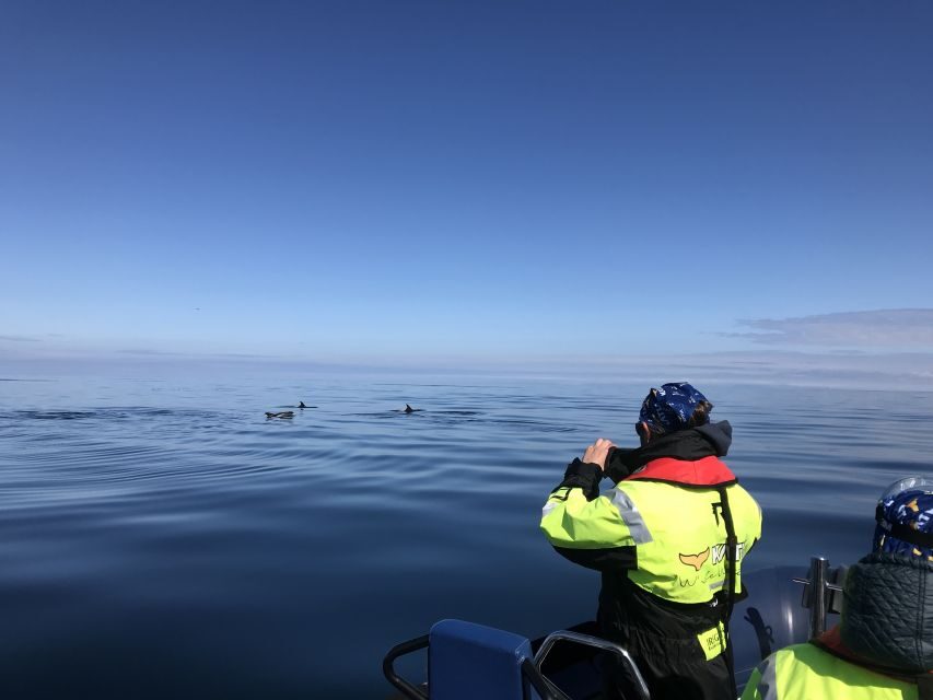 From Reykjavik: Whale Watching Tour by Speedboat - Puffins up close: islands, flying, and that one egg