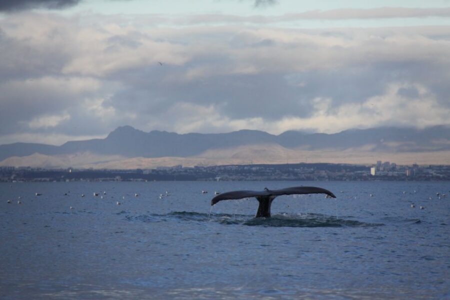 From Reykjavik: Whale Watching Tour by Speedboat - The boat’s rhythm: what wind and waves actually feel like