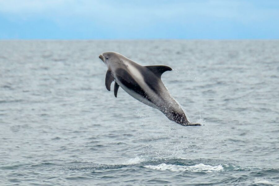 From Reykjavik: Whale Watching Tour by Speedboat - Where you start in Reykjavik: old harbor to Harpa in minutes