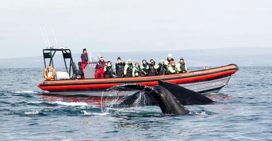 Húsavík: Big Whales and Puffin Island Speedboat Tour - Key highlights before you go