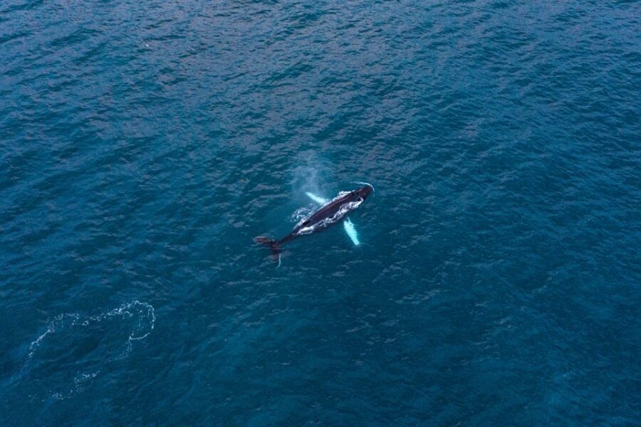 Húsavík: Big Whales and Puffin Island Speedboat Tour - Price and value: is $198 fair for Húsavík?