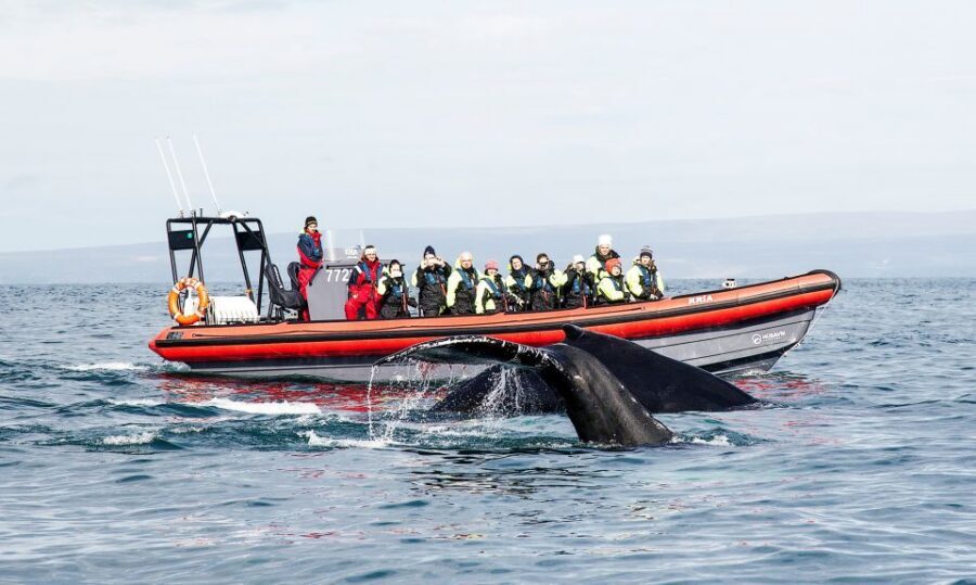 Húsavík: Big Whales and Puffin Island Speedboat Tour - RIB speedboat from Húsavík: why it feels different