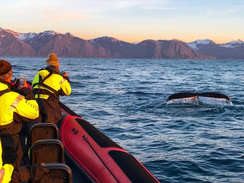 Húsavík: Big Whales and Puffin Island Speedboat Tour - Gear that actually helps: overalls, vests, and staying functional