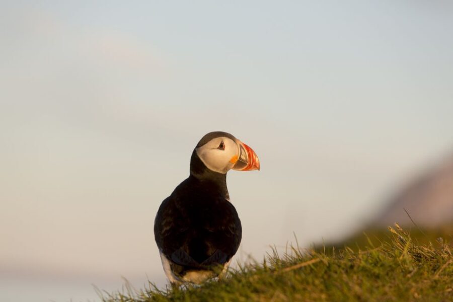 Húsavík: Big Whales and Puffin Island Speedboat Tour - The Lundey Puffin Island stop: season matters more than you think
