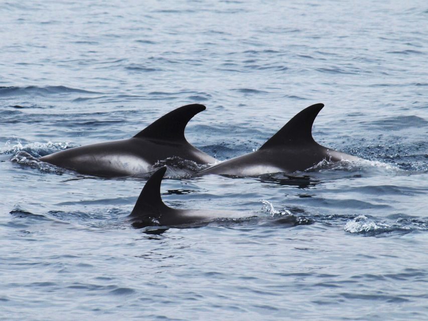 Húsavík: Big Whales and Puffin Island Speedboat Tour - Tjörnes Peninsula: fossil cliffs while you’re on the move