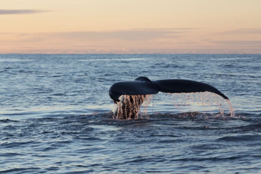 Húsavík: Big Whales and Puffin Island Speedboat Tour - How the 2 hours feel: pacing, photo stops, and “when to be ready”
