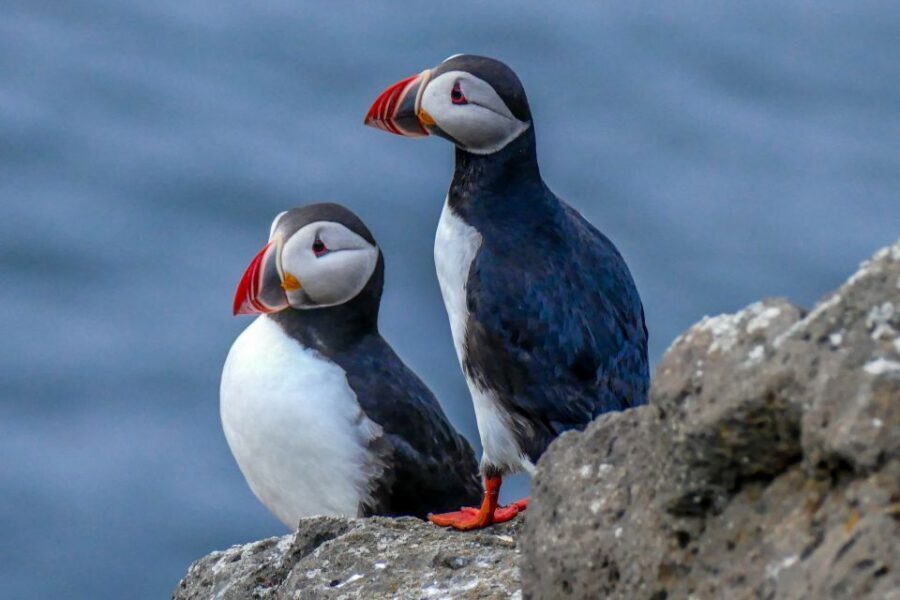Húsavík: Big Whales and Puffin Island Speedboat Tour - Guides and spotting skill: what you’ll gain beyond the view