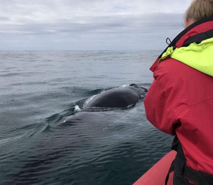 Húsavík: Big Whales and Puffin Island Speedboat Tour - When the sea turns choppy: comfort without ruining the adventure