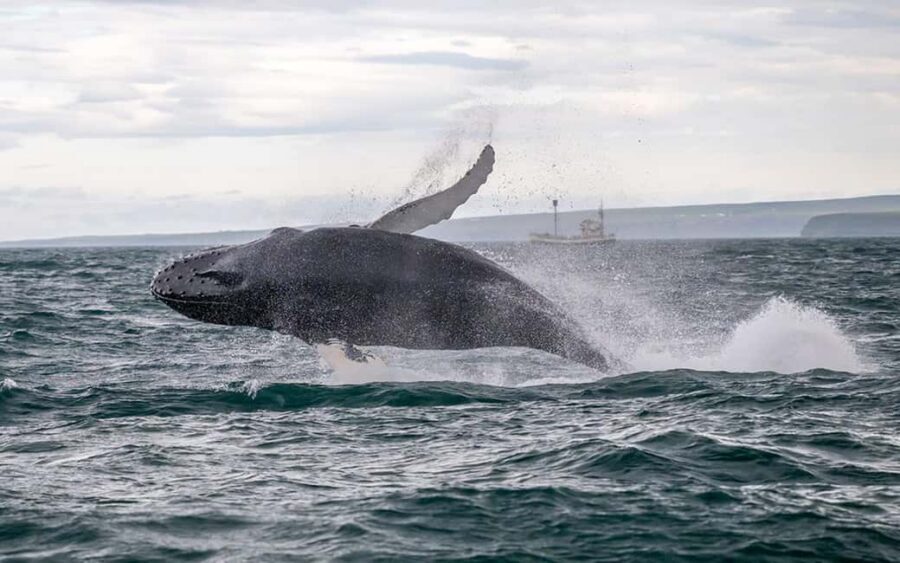 Húsavík: Family-Run and Guided Whale Watching Tour - Key highlights worth aiming for