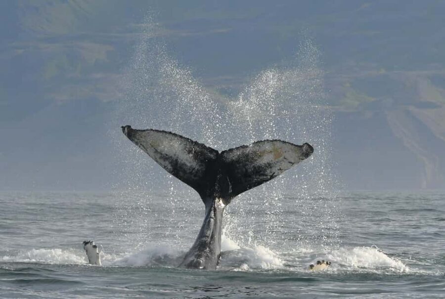 Húsavík: Family-Run and Guided Whale Watching Tour - Who this tour suits best (and who should skip it)