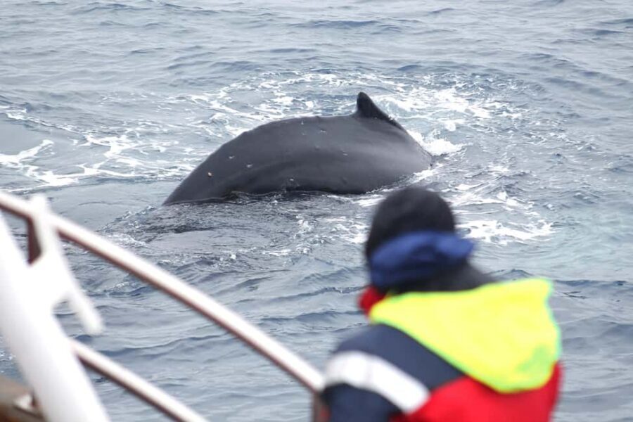 Húsavík: Family-Run and Guided Whale Watching Tour - The 3-hour flow: westbound cruising and animal-spotting rhythms