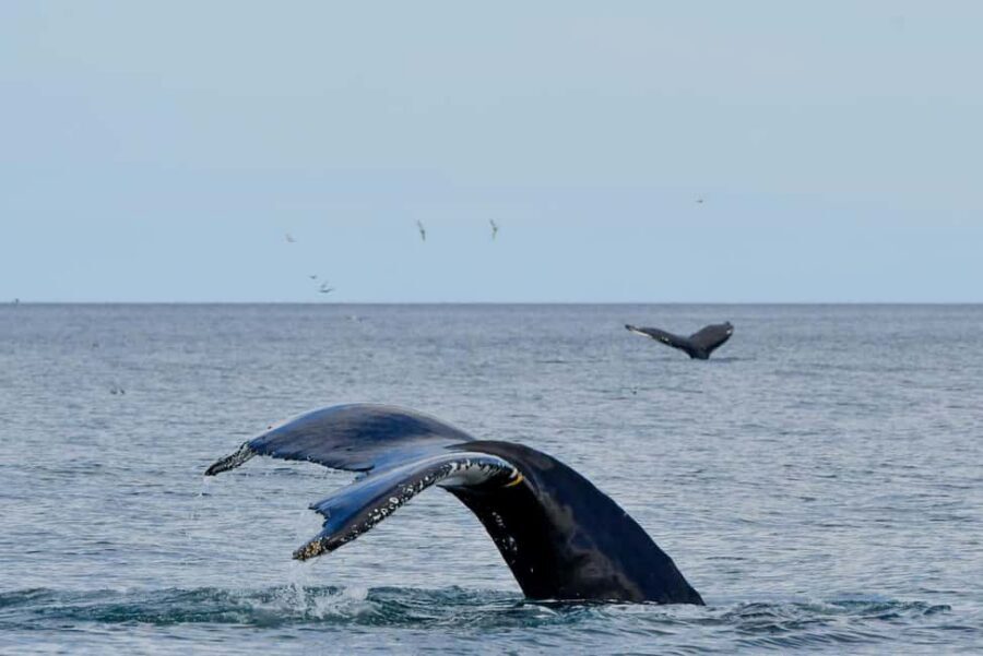 Húsavík: Family-Run and Guided Whale Watching Tour - Responsible whale watching: the safe distance approach