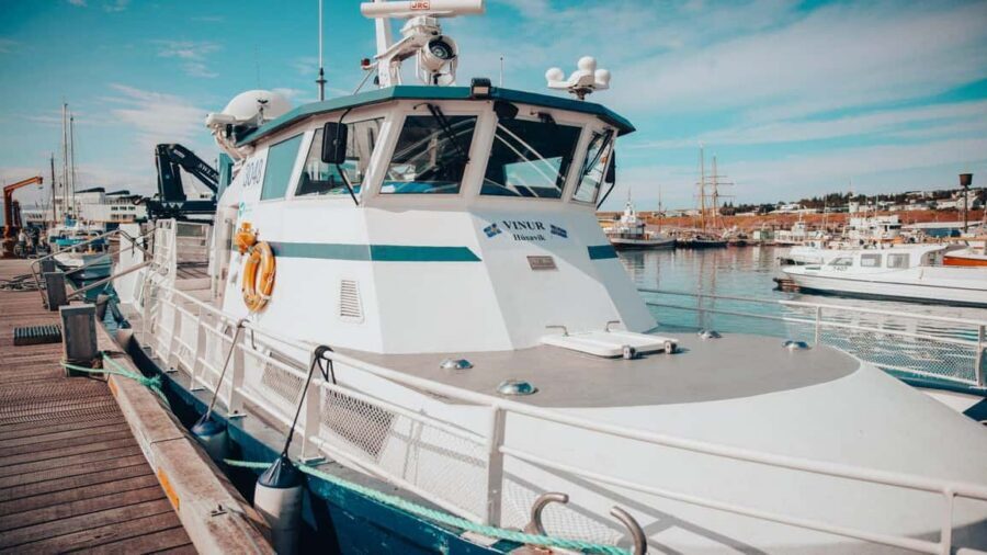 Húsavík: Family-Run and Guided Whale Watching Tour - Value check: why this price feels fair for a 3-hour wildlife mission