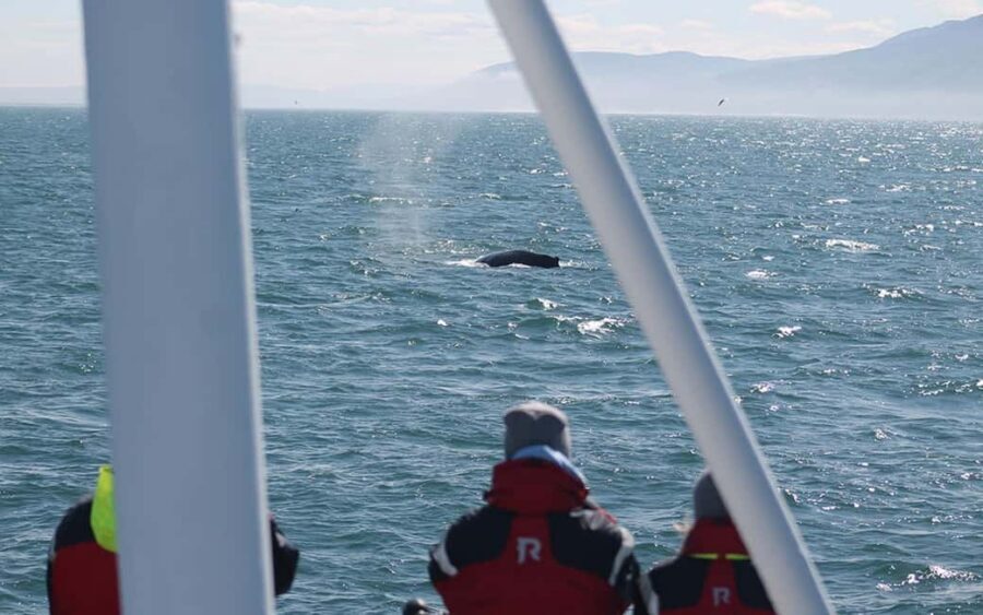 Húsavík: Family-Run and Guided Whale Watching Tour - The meeting point, the boat, and what you get for $84