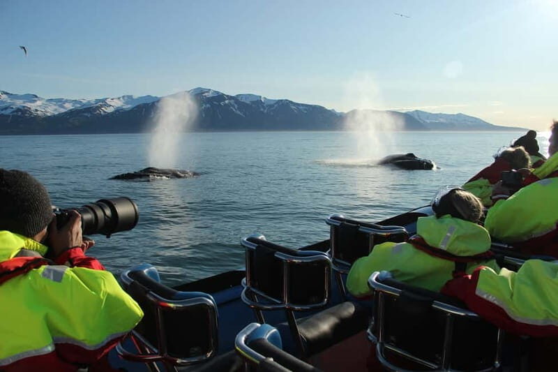 Húsavík: Original Big Whale Safari & Puffins by Speedboat - Key highlights that make this safari worth your time