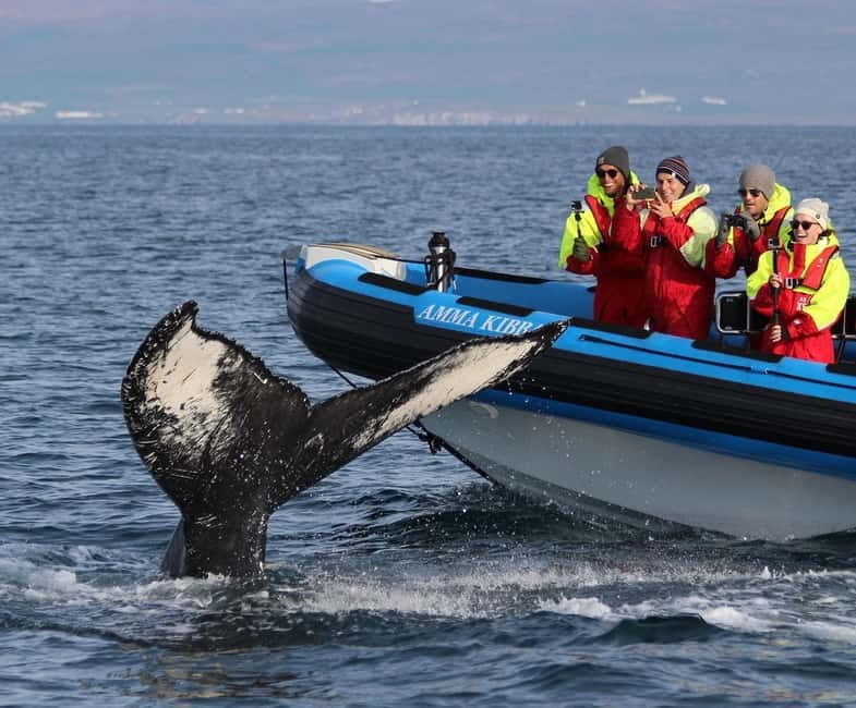 Húsavík: Original Big Whale Safari & Puffins by Speedboat - Húsavík Whale Capital plus a speedboat plan that actually makes sense