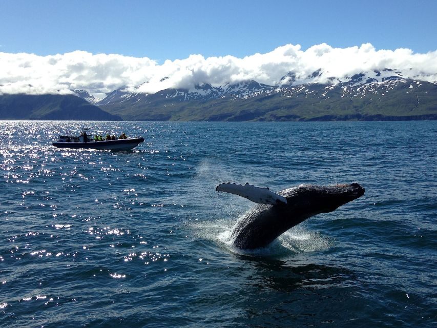 Húsavík: Original Big Whale Safari & Puffins by Speedboat - Skjálfandi Bay by RIB: how the speed helps you find big whales