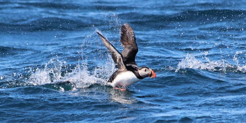 Húsavík: Original Big Whale Safari & Puffins by Speedboat - The two-hour rhythm: what happens when, and what to watch for