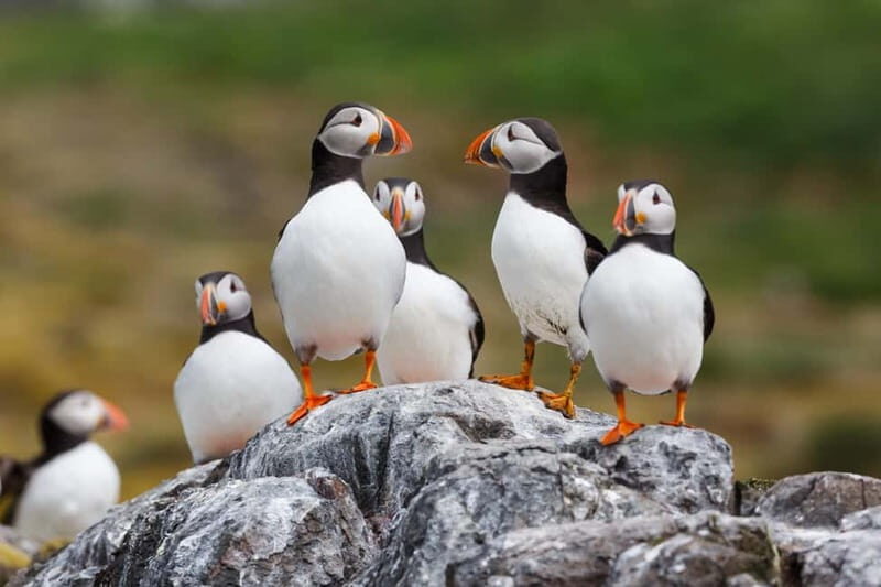 Húsavík: Original Big Whale Safari & Puffins by Speedboat - Price and value: what $159 buys you in Húsavík