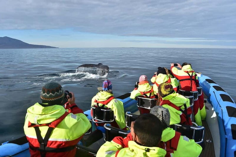 Húsavík: Original Big Whale Safari & Puffins by Speedboat - Weather reality in the North Atlantic: the smart way to think about success