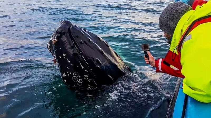 Húsavík: Original Big Whale Safari & Puffins by Speedboat - Who should book this tour, and who should skip it