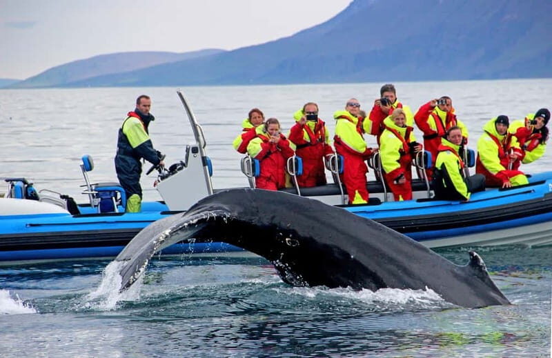 Húsavík: Original Big Whale Safari & Puffins by Speedboat - Check-in at Gentle Giants and getting kitted for real cold